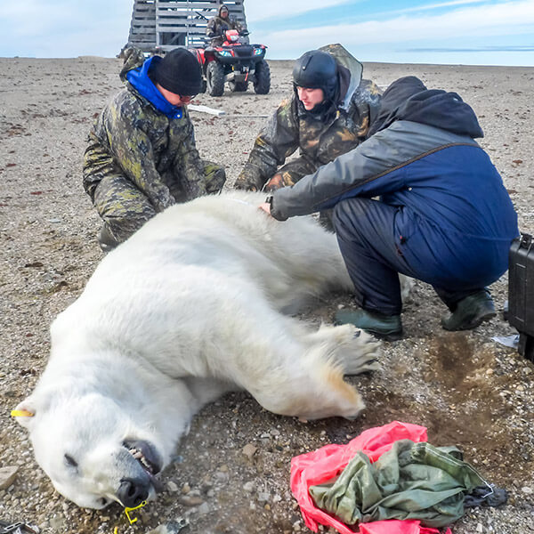 Mercury in the Arctic